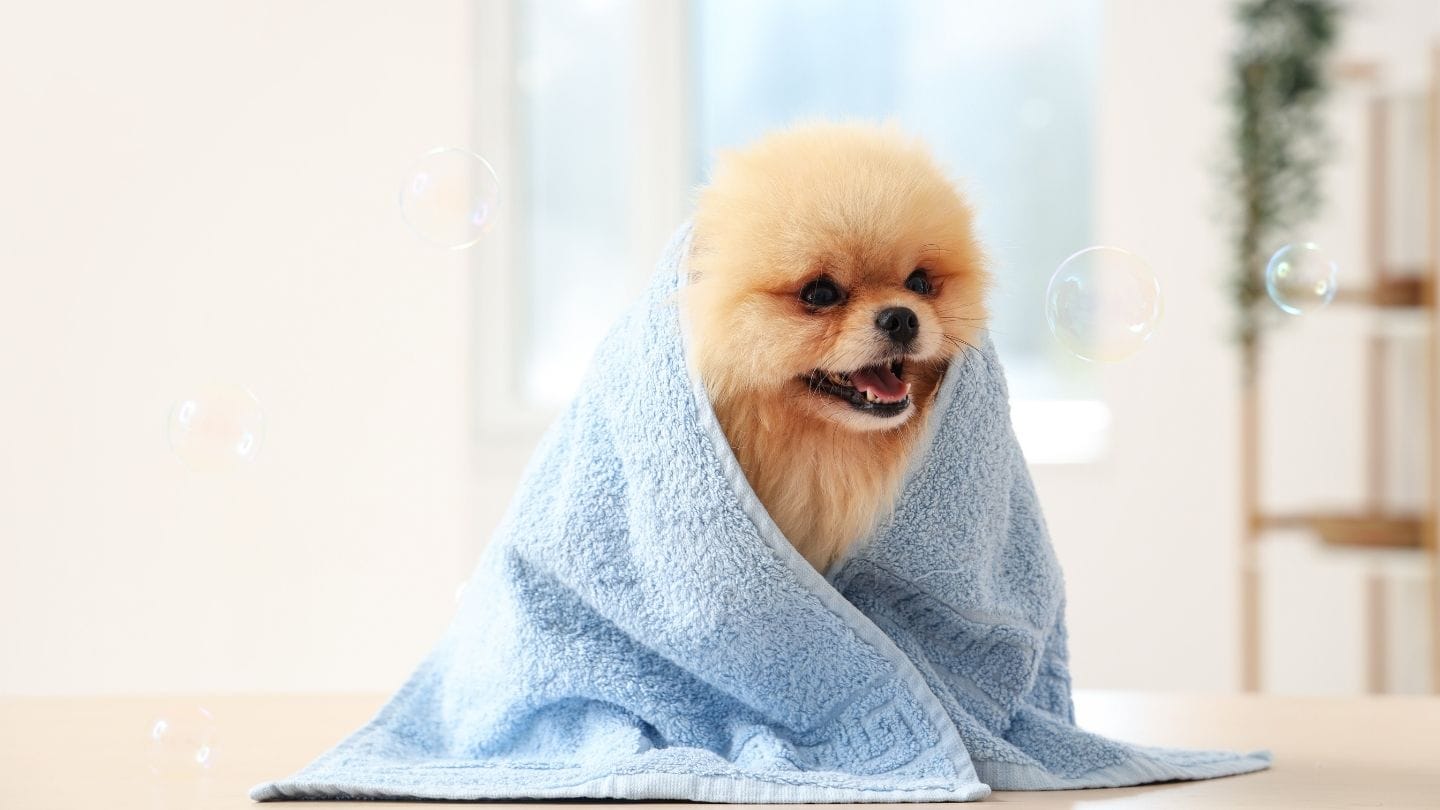 શિયાળામાં દરેકને હૂંફાળું પલંગ ગમે છે, તો પછી તમારા ફર મિત્રને કેમ નહીં? શ્વાનને નરમ અને ગરમ પલંગ આપો જેથી તેઓ ઠંડીથી બચી શકે અને આરામથી ઊંઘી શકે. પલંગ એવી જગ્યાએ રાખો જ્યાં ઠંડો પવન સીધો ન લાગે.