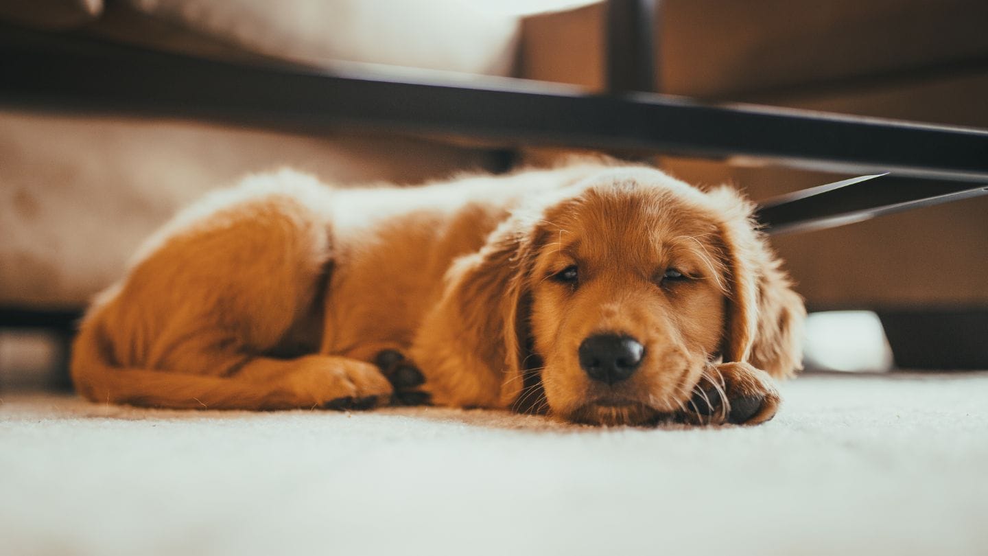 જો તમારો શ્વાન સામાન્ય કરતાં વધુ આળસુ લાગે, ખાવા-પીવામાં રસ ન બતાવે અથવા બીમારીના કોઈ લક્ષણો દેખાય, તો તરત જ પશુચિકિત્સકનો સંપર્ક કરો. સમયસર ચેકઅપ ઘણી મોટી સમસ્યાઓથી બચાવી શકે છે.