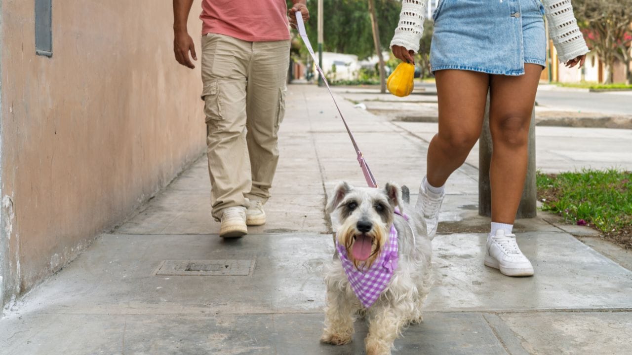 Pet Love Indian or Foreign Breeds how to Choose Best Dog for Your Home (1)