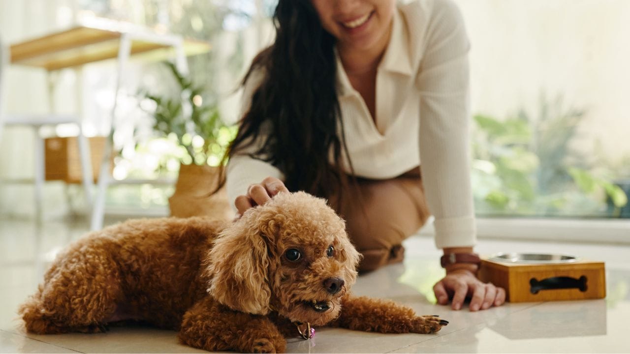 Pet Love Indian or Foreign Breeds how to Choose Best Dog for Your Home (2)