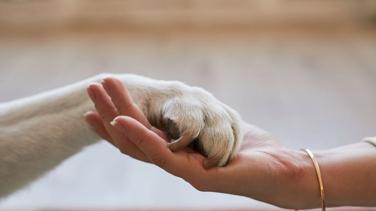 Pet Love Indian or Foreign Breeds how to Choose Best Dog for Your Home (7)