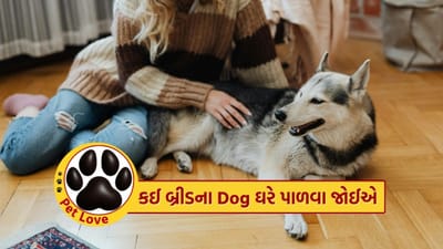 શ્વાન પ્રેમીઓ ઘણીવાર મૂંઝવણમાં રહે છે કે કઈ બ્રીડ ઘરે લાવવી ભારતીય કે વિદેશી? યોગ્ય પસંદગી ન કરી શકવાથી લોકો શ્વાન ઘરે લાવતા સમયે હરખમાં ભૂલ કરી બેસે છે. તેથી, આ વિષયને સારી રીતે સમજવું જરૂરી છે જેથી કોઈપણ શ્વાનને ઘરે લાવવાનો નિર્ણય ભાવનાથી નહીં પરંતુ સમજદારીથી લેવાય.