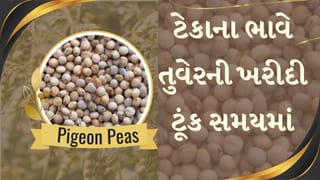 ગુજરાતમાં તુવેર MSP ખરીદી: 22 ડિસેમ્બરથી નોંધણી શરૂ, 8000 રૂપિયા પ્રતિ ક્વિન્ટલ