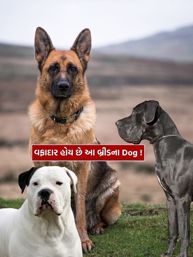 દુનિયાની આ Dog બ્રીડ અત્યંત શક્તિશાળી અને ખતરનાક પરંતુ એકદમ વફાદાર