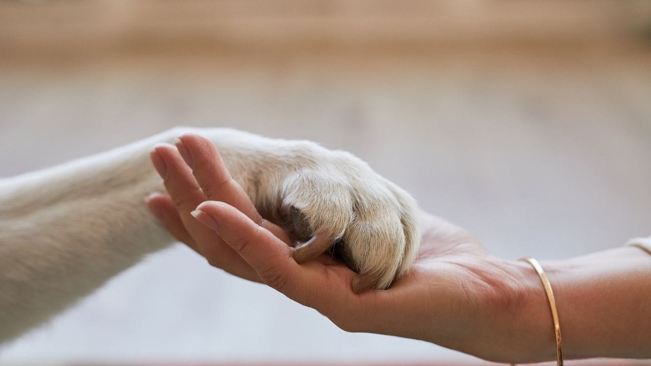 Reliance Waggies RCPL Enters Pet Food Market with Affordable Nutrition (5)