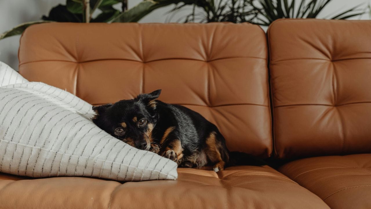 Reliance Waggies RCPL Enters Pet Food Market with Affordable Nutrition (6)