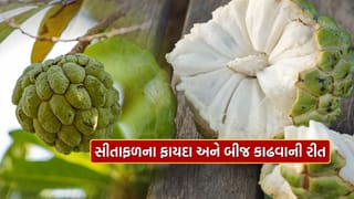 Sitafal Benefits : સીતાફળમાંથી બીજ તરત નીકળી જશે, જાણો રીત અને ફાયદા