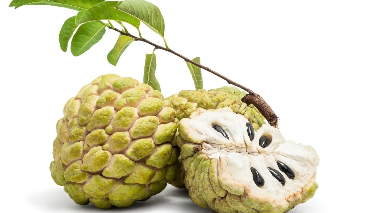 આ ફળ નબળી રોગપ્રતિકારક શક્તિ ધરાવતા લોકો માટે ફાયદાકારક હોઈ શકે છે. તેમાં વિટામિન સી જેવા ઘણા એન્ટીઑકિસડન્ટો હોય છે, જે આપણી રોગપ્રતિકારક શક્તિને મજબૂત બનાવે છે.