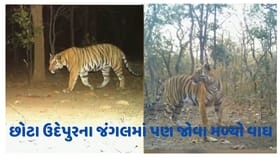દાહોદના જંગલ બાદ હવે છોટા ઉદેપુરના જંગલમાં જોવા મળ્યો વાઘ