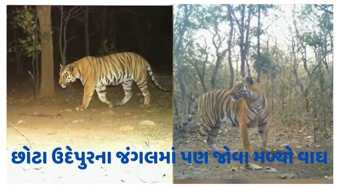 દાહોદના જંગલ બાદ હવે છોટા ઉદેપુરના જંગલમાં જોવા મળ્યો વાઘ