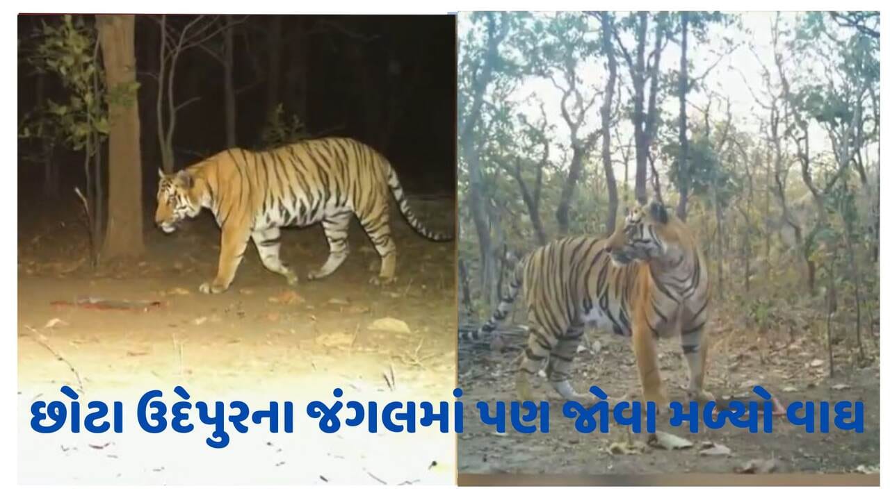 દાહોદના જંગલ બાદ હવે છોટા ઉદેપુરના જંગલમાં જોવા મળ્યો વાઘ, વન વિભાગે કરી પુષ્ટિ દાહોદના જંગલ બાદ હવે છોટા ઉદેપુરના જંગલમાં જોવા મળ્યો વાઘ, વન વિભાગે કરી પુષ્ટિ