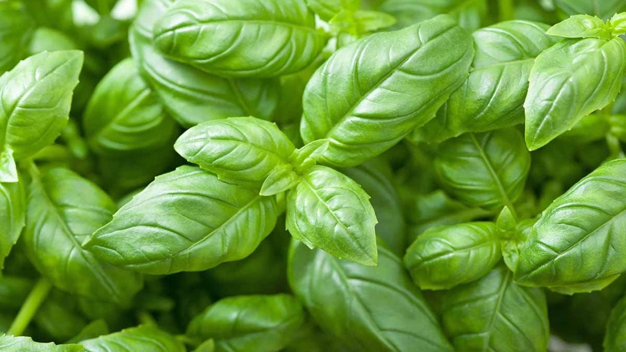 વૈજ્ઞાનિક કારણો: તુલસીના પાન ચાવવાનું ટાળવાની પણ સલાહ આપવામાં આવે છે. કારણ કે તુલસીના પાનમાં પારો અથવા મર્ક્યુરિક એસિડ જેવા તત્વો હોય છે, જે દાંતના ઈનેમલ માટે હાનિકારક છે. તુલસીના પાન ચાવવાથી દાંત પર આ તત્વો સંપર્કમાં આવે છે, જેનાથી ધીમે-ધીમે ઈનેમલને ઘસાઈ જાય છે.