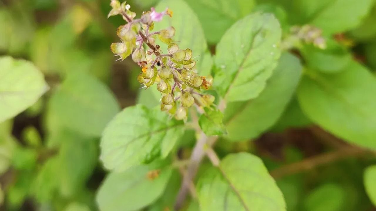 તુલસીના પાન ગરમ અને થોડા એસિડિક સ્વભાવના હોય છે. તેમને વારંવાર ચાવવાથી મોં અને પેટમાં એસિડિટી વધી શકે છે. તુલસીના પાનમાં ખૂબ ઓછી માત્રામાં આર્સેનિક પણ હોય છે. જો કે, તેમને મોટી માત્રામાં ચાવવાથી શરીરમાં ધીમે ધીમે ઝેરી તત્વો એકઠા થઈ શકે છે.