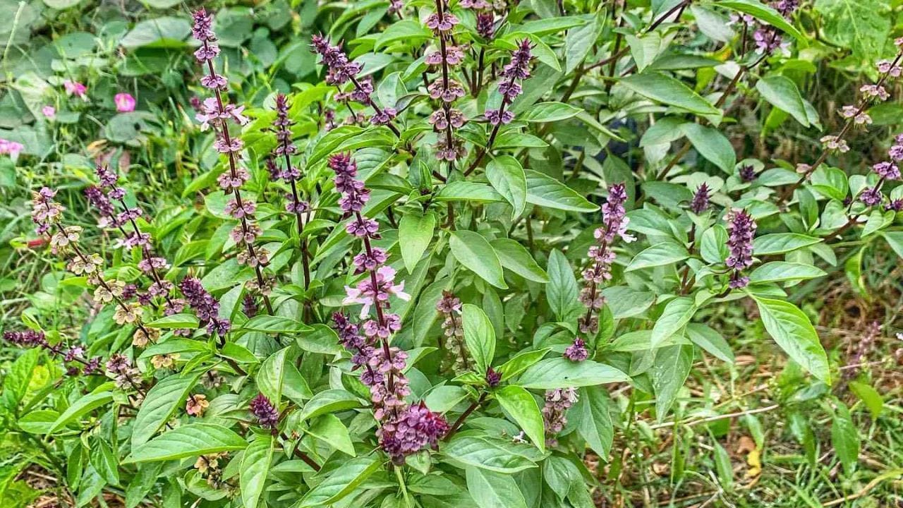 તુલસીનું સેવન કેવી રીતે કરવું?: આયુર્વેદ અને વિજ્ઞાન અનુસાર તુલસી એક ઔષધીય વનસ્પતિ છે. જેમાં અસંખ્ય એન્ટિબેક્ટેરિયલ અને એન્ટિવાયરલ ગુણધર્મો છે. તેથી આયુર્વેદમાં તેનું સેવન કરવાની ભલામણ કરવામાં આવે છે. તેને ખાસ કરીને ઉધરસ અને કફ માટે રામબાણ માનવામાં આવે છે. જો કે મર્ક્યુરિક એસિડની હાજરીને કારણે નિષ્ણાતો તુલસીના પાન ચાવવાને બદલે ગળી જવાની ભલામણ કરે છે.