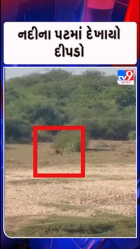 ભરૂચના નિકોરા ગામે દીપડાની દહેશત: નર્મદાના પટમાં પંજાના નિશાન મળતા ફફડાટ- જુઓ Video