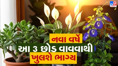 નવું વર્ષ આવતા જ મોટાભાગના લોકો પોતાના ઘરમાં સકારાત્મક ઊર્જા વધે તેવા પ્રયાસો કરે છે. કેટલાક લોકો મીઠું અને કપૂર વડે ઘર શુદ્ધ કરે છે, તો કેટલાક નવી સજાવટ અથવા વસ્તુઓ લાવે છે. જો તમે ઘરના વાસ્તુમાં સુધારો કરવા માંગતા હો, તો ત્રણ ખાસ પ્રકારના છોડ વાવવું પણ એક અસરકારક વિકલ્પ છે. માન્યતા મુજબ, આવા છોડ ઘરમાં સુખ, શાંતિ અને આનંદનો માહોલ બનાવે છે. જ્યોતિષ અને વાસ્તુ નિષ્ણાત આ છોડ ઘરમાં સકારાત્મકતા જાળવવામાં મદદરૂપ થાય છે. ( Credits: AI Generated )