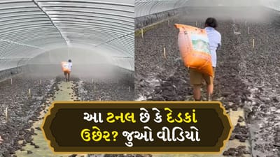 શું તમે ક્યારેય દેડકાઓને આ રીતે 'ઉછેર' કરતા જોયા છે ? વાયરલ વીડિયો લોકોને ચોંકાવી દે છે