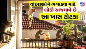 વાંદરાના ઉપદ્રવથી પરેશાન છો? અજમાવો આ સરળ અને સસ્તા ઉપાયો