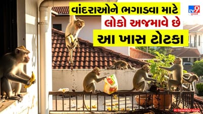 વાંદરાઓને ભગાડવા માટે લોકો અજમાવે છે આ ખાસ ટોટકા