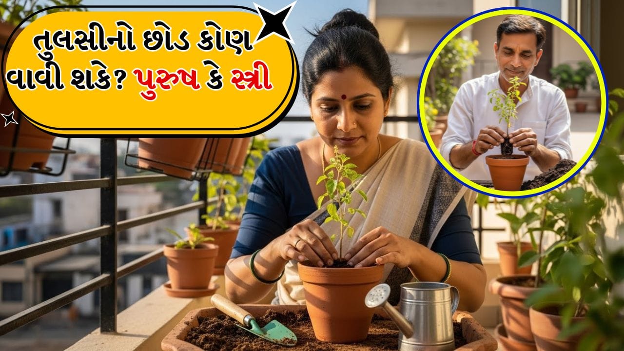 તુલસી એક પવિત્ર અને પુણ્યશાળી છોડ છે અને તેની પૂજા કરવી શુભ માનવામાં આવે છે. દરેક હિન્દુ ઘરમાં તુલસીનો છોડ હોય છે અને તેની નિયમિત પૂજા કરવામાં આવે છે.
