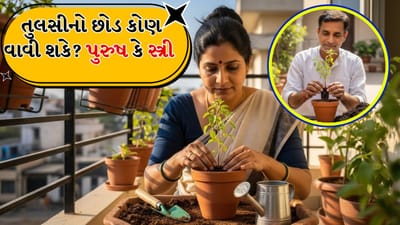 તુલસી એક પવિત્ર અને પુણ્યશાળી છોડ છે અને તેની પૂજા કરવી શુભ માનવામાં આવે છે. દરેક હિન્દુ ઘરમાં તુલસીનો છોડ હોય છે અને તેની નિયમિત પૂજા કરવામાં આવે છે.
