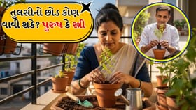 Tulsi Plant: તુલસીનો છોડ કોણ વાવી શકે? પુરુષ કે સ્ત્રી