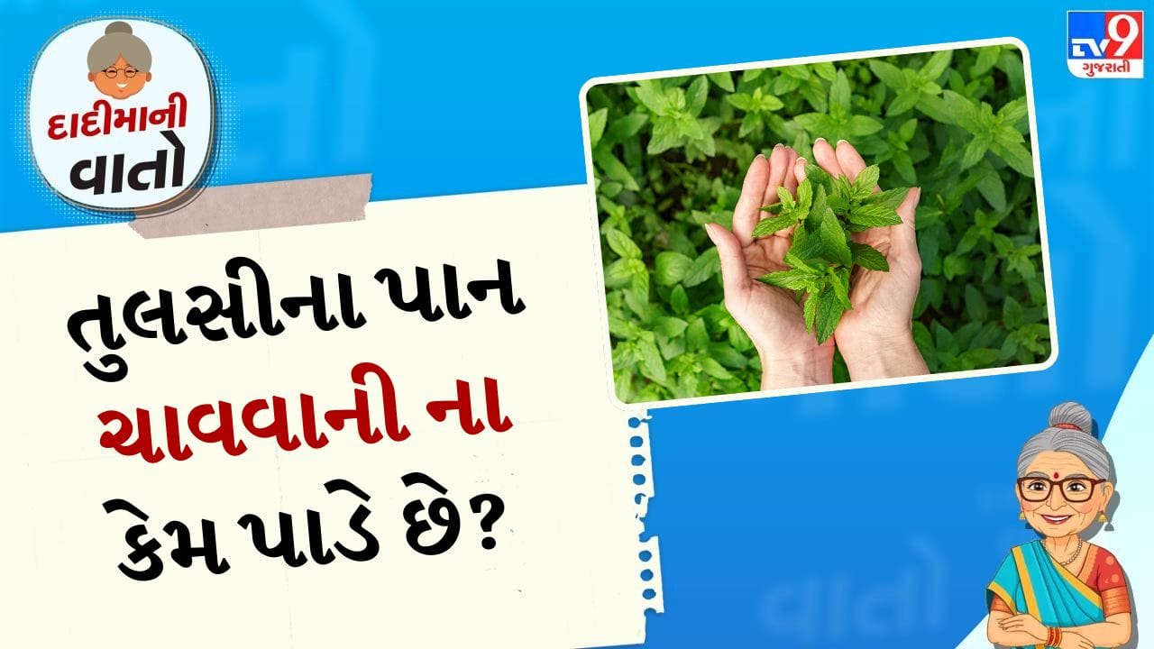 તુલસીને ફાયદાકારક માનીને ઘણા લોકો તેના પાંદડા ચાવે છે. જો તમે એવા લોકોમાંથી એક છો જે માને છે કે તુલસીના પાન ચાવવા ખરેખર ફાયદાકારક છે. તો તમારે આ સમાચાર ચોક્કસપણે વાંચવા જોઈએ.