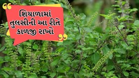 તુલસીની અલગ-અલગ જાતો અને તેમની વિશેષ શિયાળુ કાળજી જાણો