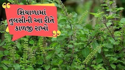 શિયાળામાં તુલસીની યોગ્ય કાળજી કેવી રીતે રાખવી, તેને ફ્રેશ રાખવાની રીત જાણો