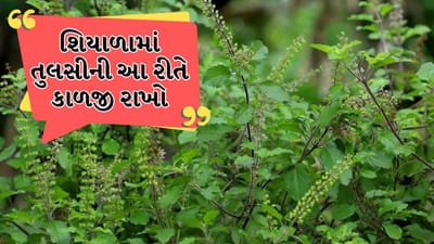 શિયાળામાં તુલસીની યોગ્ય કાળજી કેવી રીતે રાખવી, તેને ફ્રેશ રાખવાની રીત જાણો
