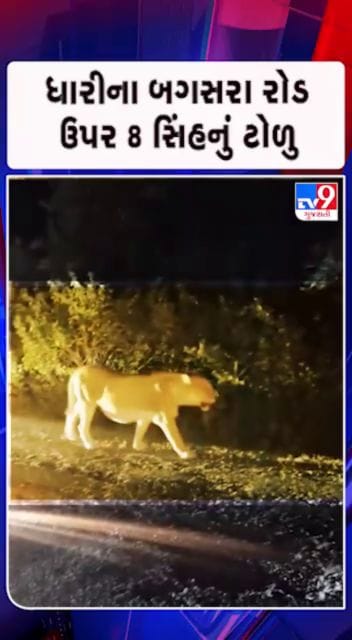 6 બાળસિંહ અને 2 સિંહ રોડ પરથી થયા પસાર