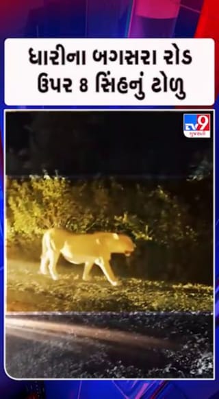 6 બાળસિંહ અને 2 સિંહ રોડ પરથી થયા પસાર