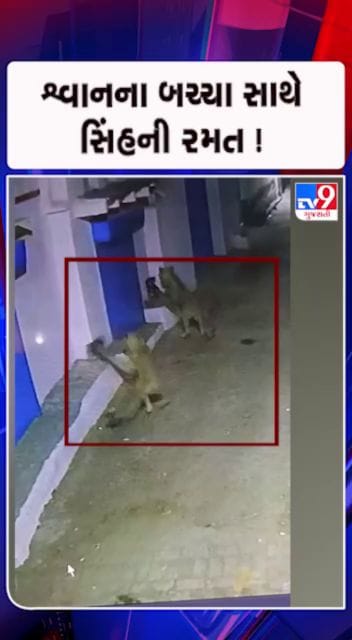 કોવાયા ગામમાં અનોખા દ્રશ્યો