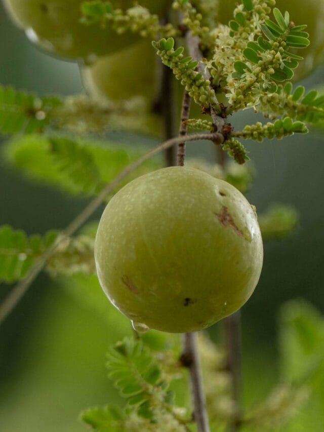 આમળા ચાવીને કે રસ બનાવીને કેવી રીતે ખાવાથી ફાયદો વધુ થાય ?