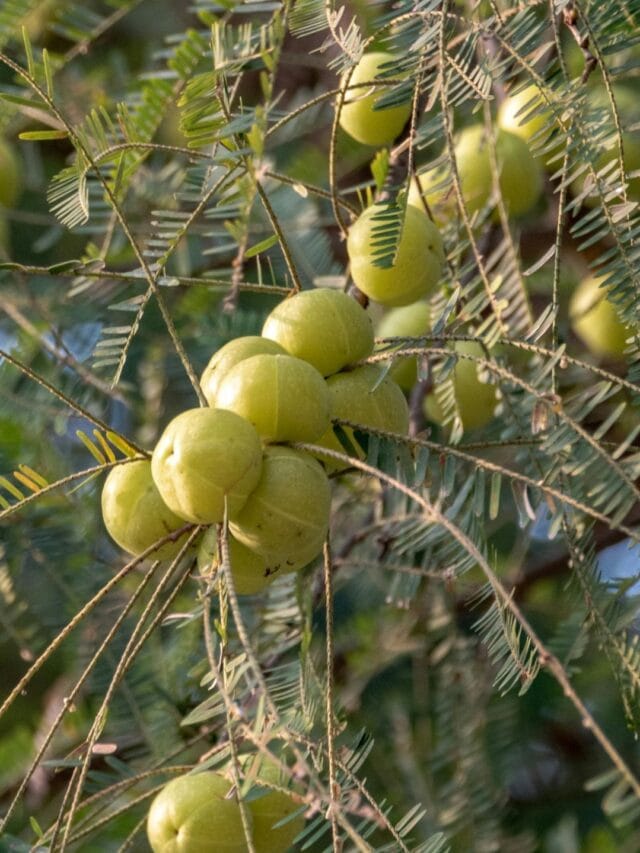 'સુપરફૂડ' આમળાને ચાવીને ખાવા કે તેનું જ્યુસ પીવું? જાણો એક્સપર્ટ શું કહે છે