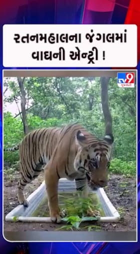 વાઘના સંવર્ધન, વસતી વધારવા પ્રયાસ