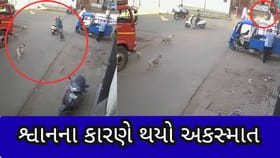 રખડતા શ્વાન ફરી બન્યા જોખમ