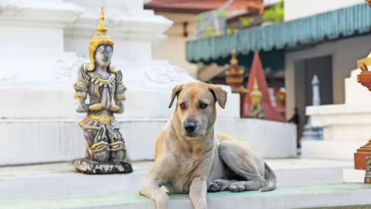 કૂતરાઓને માણસનો શ્રેષ્ઠ મિત્ર માનવામાં આવે છે, જેના કારણે ઘણા લોકો ઘરે કૂતરા રાખે છે. પરંતુ મંદિરોમાં કૂતરાઓની પૂજા કરવાની પરંપરાની એક રસપ્રદ વાર્તા છે. ચાલો જાણીએ કે આ મંદિર ક્યાં સ્થિત છે અને તેના નિર્માણ પાછળની વાર્તા શું છે.