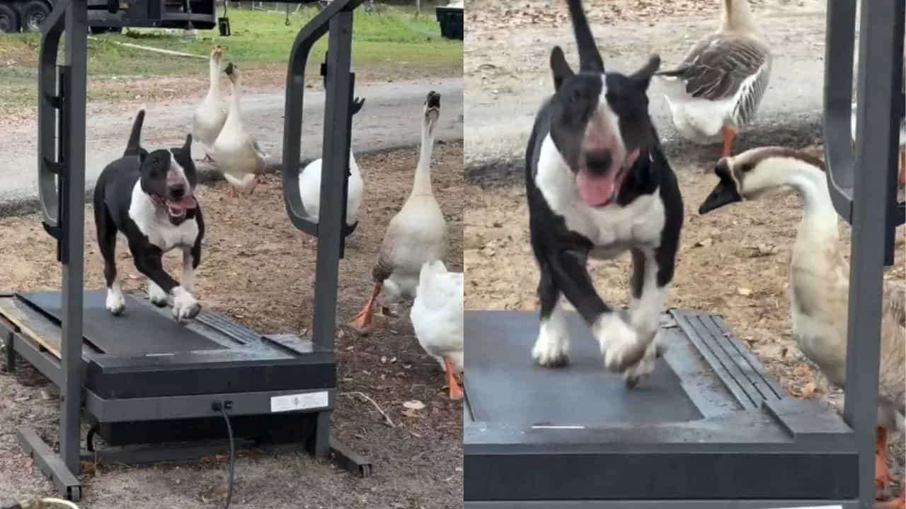 ડોગીએ ટ્રેડમિલ પર દોડ લગાવી, પછી બતકોએ જે કર્યું એ જોયા જેવું છે, જુઓ Funny Video