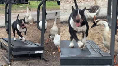 ડોગીએ ટ્રેડમિલ પર દોડ લગાવી, પછી બતકોએ જે કર્યું એ જોયા જેવું છે, જુઓ Funny Video