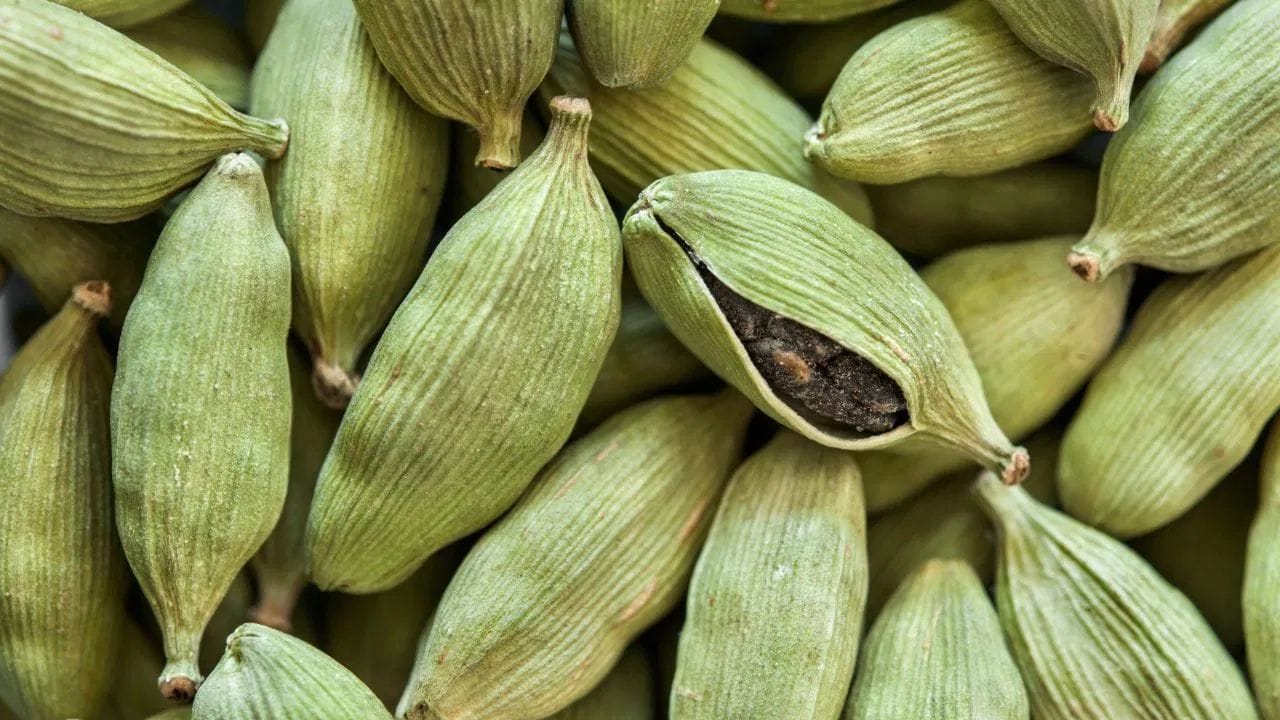 સારાંશમાં, સૂતા પહેલા એક એલચી ખાવું સ્વસ્થ રહેવાનો સરળ અને કુદરતી ઉપાય છે. આ નાની આદત અપનાવીને તમે ઘણા ફાયદા મેળવી શકો છો.
