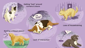 શ્વાનને થતી ડિમેન્શિયા બીમારી વિશે તમે જાણો છો