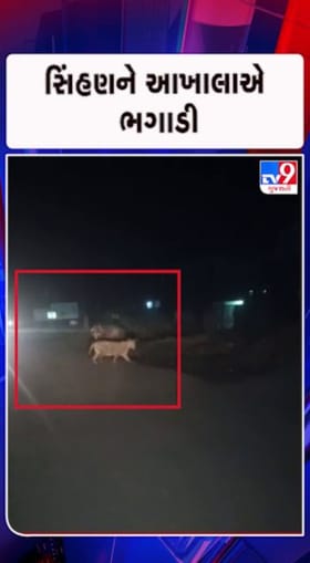 કોડીનારના છાછર ગામમાં સિંહણની લટાર