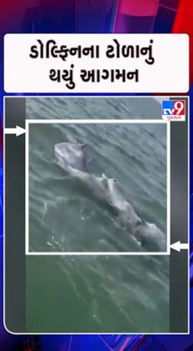 બાળ ઉછેર માટે 40થી વધુ ડોલ્ફિન પહોંચી