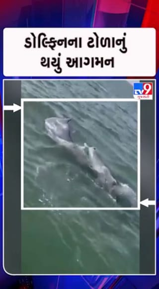 બાળ ઉછેર માટે 40થી વધુ ડોલ્ફિન પહોંચી