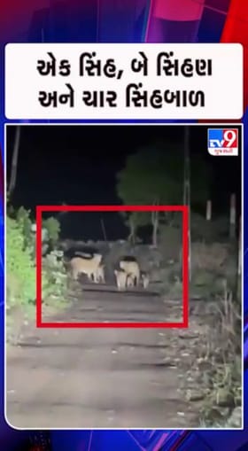 સિંહ પરિવારની લટાર