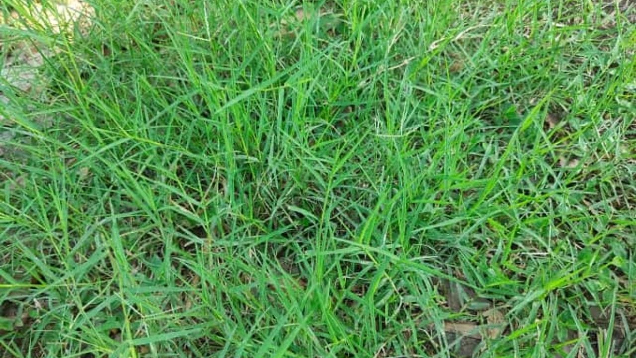 એ નોંધવું જોઈએ કે ઘરમાં તુલસીના છોડમાં ફેરફાર ઘણા સંકેતો આપે છે જે પરિવાર અને વ્યક્તિગત જીવનને અસર કરે છે. વધુમાં, જો તુલસીના છોડ પર અચાનક દુર્વા ઘાસ ઉગે છે, તો તેનું પણ નોંધપાત્ર મહત્વ છે. ધાર્મિક માન્યતાઓ અનુસાર, દુર્વા ઘાસને પણ ખૂબ મહત્વ માનવામાં આવે છે. જેમ તુલસી પૂજનીય છે, તેમ દુર્વા ઘાસનું પણ વિશેષ મહત્વ છે. ભગવાન ગણેશને દુર્વા ઘાસ ચઢાવવામાં આવે છે. આવી સ્થિતિમાં, તુલસીના છોડની આસપાસ દુર્વા ઘાસનો અચાનક ઉગવાનો વિશેષ મહત્વ છે. ચાલો જાણીએ આમ થવું શુભ કે અશુભ.