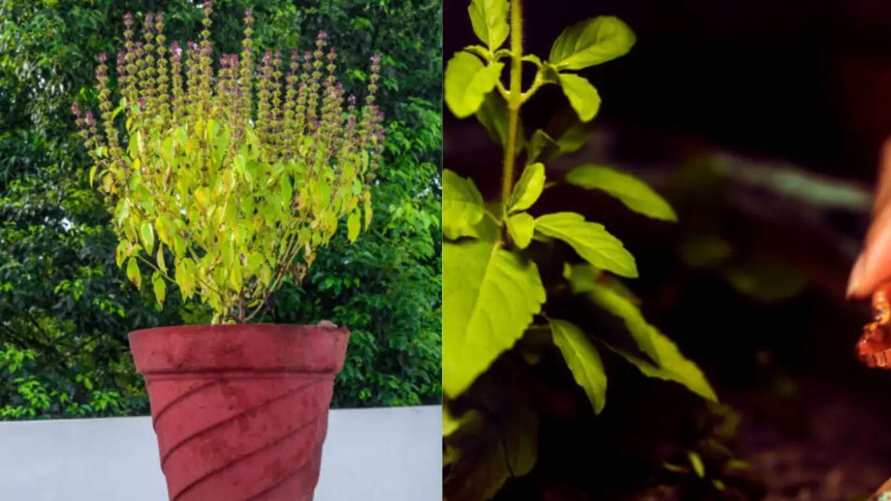 શુભ સમાચારના સંકેતો: જો તમારા ઘરમાં તુલસીના છોડની આસપાસ દુર્વા ઘાસ અચાનક ઉગવા લાગે, તો સમજી લો કે તમને ટૂંક સમયમાં કોઈ સારા સમાચાર મળશે. દુર્વા ઘાસનો ઉગ ખૂબ જ શુભ માનવામાં આવે છે. તુલસીના છોડ પાસે દુર્વા ઘાસ ઉગાડવું એ પણ જીવનમાં સકારાત્મક સંકેતો દર્શાવે છે.