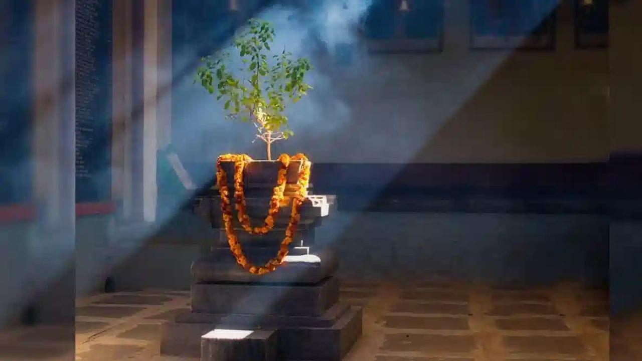 કૌટુંબિક સુખ અને સમૃદ્ધિનો સંકેત: ધાર્મિક માન્યતાઓ અનુસાર, દુર્વા ઘાસ ભગવાન ગણેશને પ્રિય માનવામાં આવે છે, અને ગણેશજીને સમૃદ્ધિ, સુખ અને સમૃદ્ધિનો આશ્રયદાતા માનવામાં આવે છે. તેથી, જો તમારા ઘરમાં તુલસીના છોડ પાસે દુર્વા ઘાસ ઉગે છે, તો તે ઘણી રીતે સુખ અને સમૃદ્ધિનો સંકેત માનવામાં આવે છે. ઉપરાંત, સમજો કે તમારા ઘરમાં સમૃદ્ધિ ટૂંક સમયમાં આવવાની છે.