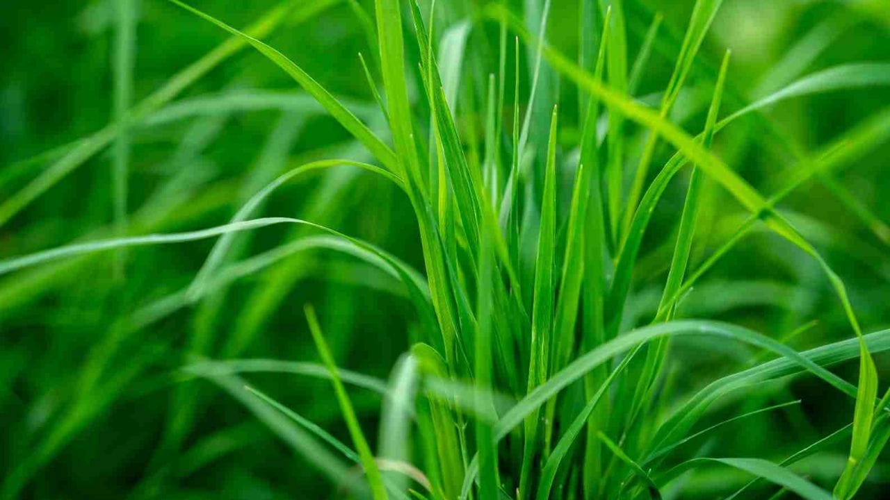 ઘરેલું આફત ટાળવાના સંકેતો: જો દુર્વા ઘાસ અચાનક તુલસીના છોડ પાસે ઉગવા લાગે, તો તે પણ સમજી શકાય છે કે તમારા પારિવારિક જીવનમાં ખુશી આવવાની છે. આ દૂર્વાના પ્રભાવને કારણે, ઘરમાં રહેલી દરેક મુશ્કેલી દૂર થઈ ગઈ છે, અને ભવિષ્યના બધા કાર્યો હવે અવરોધો વિના પૂર્ણ થશે.